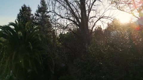 Rising Above Trees During Sunset In Countryside Village Stock Footage 246289621
