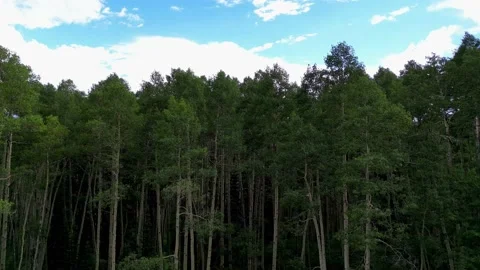 Rising Above The Trees Video stock 231590093