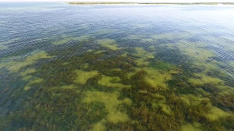 Rising above the water with algae over the island Video stock 95992013