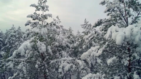 Rising Above Winter Forest Covered with Heavy Snow Stock Footage 220810667