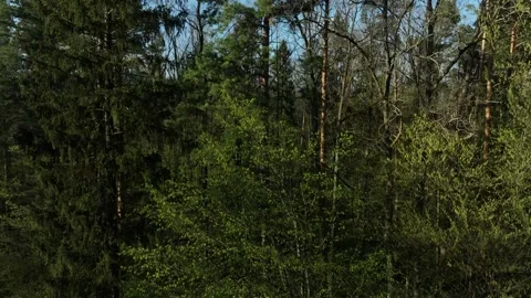 Rising Aerial Through Forest Stock Footage 266522546