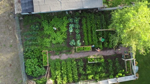 Rising aerial top down view of mother and children harvesting the family garden 스톡 동영상 248162313