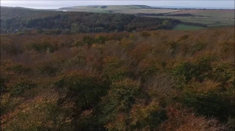Rising aerial view from forest canopy Stock Footage 68955484