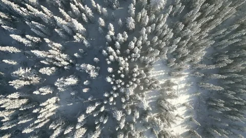 Rising aerial view of Nordic pine forest with soft snow falling in bright Stock Footage 333898044
