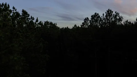 Rising aerial view over deep Texas forest landscape Stock Footage 122656783