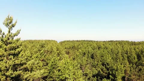 Rising aerial view over pine trees in Palanga with baltic sea coast panorama  Stock-Footage 155616224