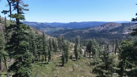 Rising along the trees Stock Footage 95876067