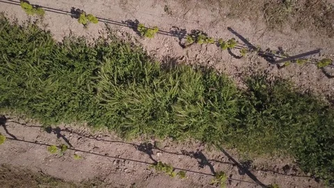 Rising and spinning clockwise over vineyard Stock Footage