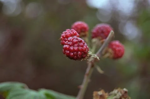 The rising berries Stock Photos