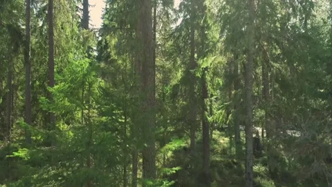 Rising up between a green, lush forest with spruce and pine trees. Stock Footage 166110214