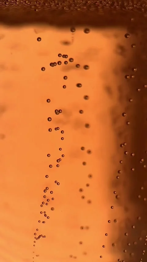 Rising Bubbles in Beer Glass Stock Footage 310878724
