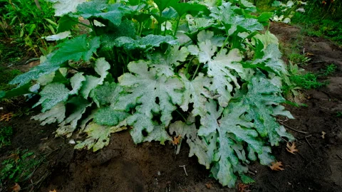 Rising camera from ground level revealing dying zucchini plant Video stock 331835150
