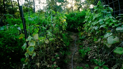 Rising camera from ground level revealing gherkin cucumber plants withering Video stock 331835285