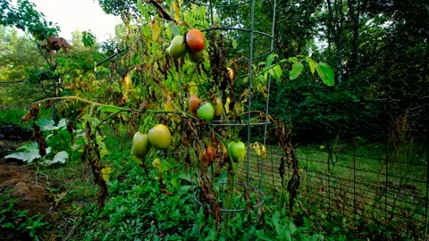 Rising camera revealing few last Roma or plum tomatoes in variety of maturing st Video stock 331834867