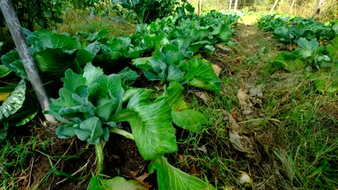 Rising camera up revealing garden beds full of regrown white cabbages Video stock 331833090
