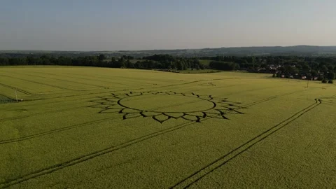 Rising Crop Circle Drone View, 7th June 2023, Potterne Wiltshire 4K Stock Footage 243239980