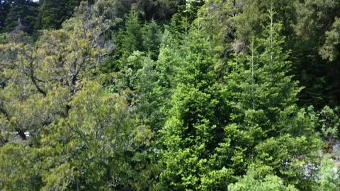 Rising drone capturing fir tree top on Greek mountain landscape Video stock 316624055