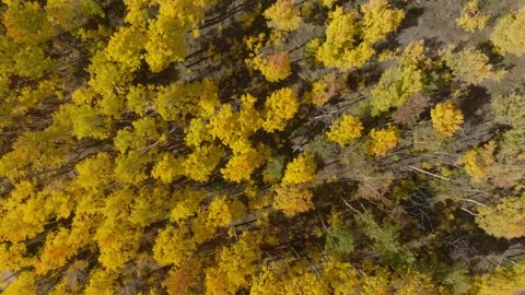 Rising Drone Over Aspen Forest | Colorado Fall Cinematic Shot Vídeos de archivo 331552570