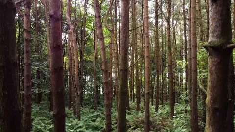 Rising Drone Shot In Forest Stock Footage 164471640