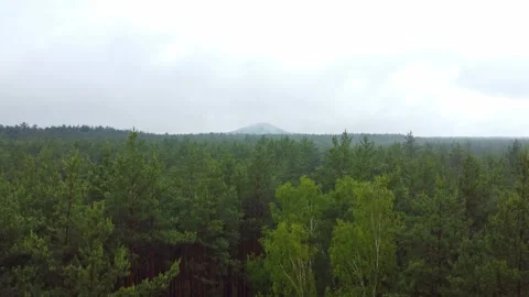Rising drone shot from a forrest Stock Footage 332523150