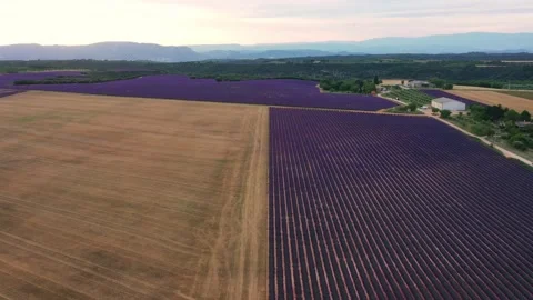 Rising drone shot of lavender fields in Valensole Provence Stock Footage 255658340