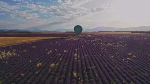 Rising drone shot of lavender fields in Valensole Provence with hot air balloon Stock Footage 255658347