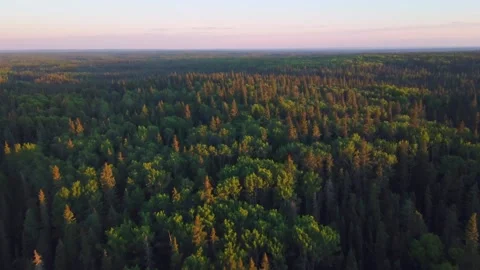 Rising Drone Shot Over Endless Boreal Forest in the Alberta Prairies, Canada Video stock 341390442
