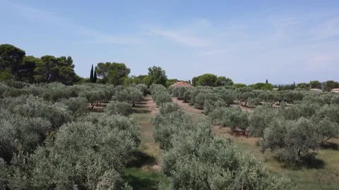 Rising drone shot over olive trees in southern France Stock Footage 344006674