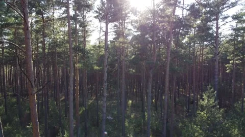 Rising drone shot on sunny pine tree forest landscape Stock Footage 183554699