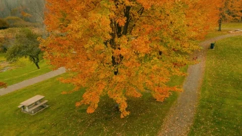 Rising Drone Shot To The Top Of A Tree Showcasing Yellow and Orange Leaves Stock Footage 255059380