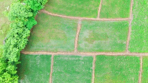 Rising-drone-top-down-irrigated-rice-field-monsoon-central-india Stock Footage 342731284