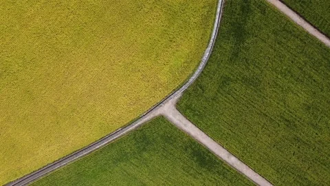 The rising up drone view of paddy field. Stock Footage 199377790