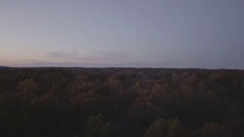 Rising Fall trees Stock Footage