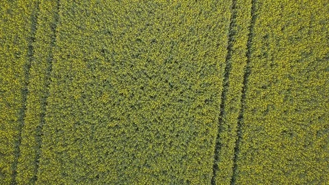 Rising Fields Видео 120621327