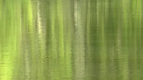 Rising Fish And Weeping Willow Lake Reflections Stock Footage 151898552