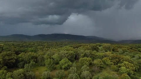 Rising flight in green tree-lined farms with stone walls and plots with Stock Footage 266783435