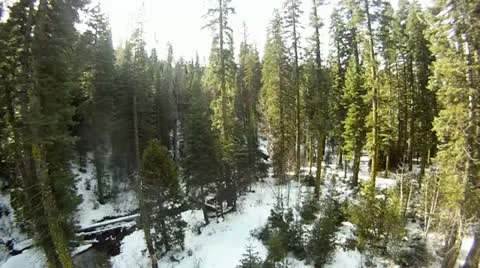 Rising up in the forest aerial Stock Footage 11684565