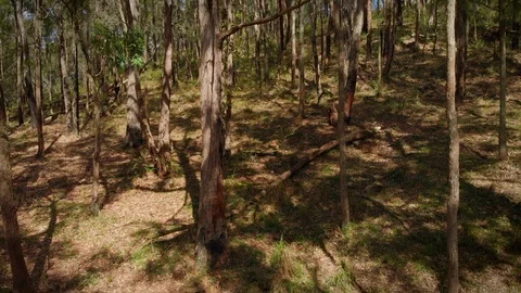 Rising up from the forest floor to above the native tree tops, Australia Stock Footage 125065090