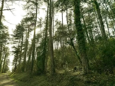 Rising forest Photos