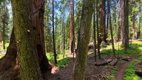 Rising Up into Forest of Sequoia Trees Stock Footage 336029041