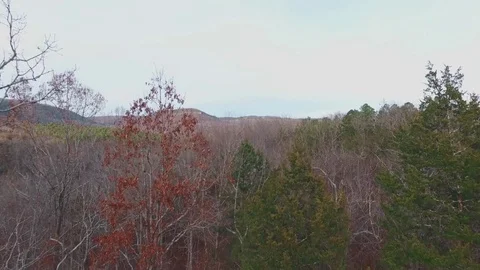 Rising From Forest Wilderness Stock-Footage 75610264