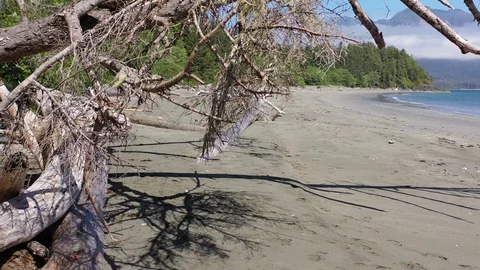 Rising in front of a fallen tree with a beautiful beach in background Stock Footage 124978951