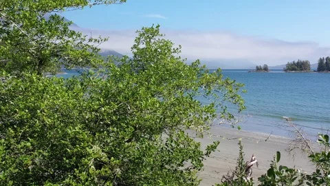 Rising in front of tree branches, waves crashing ashore, smokey mountains Stock Footage 124978926