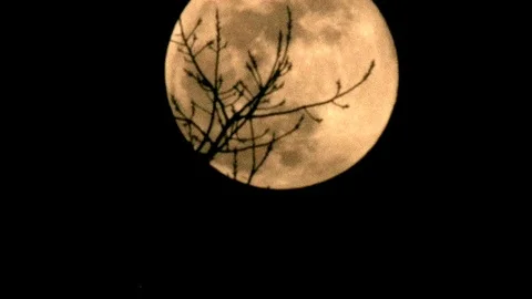 Rising full moon - time lapse - sixfold 6x - HD stock video Stock Footage 82401366