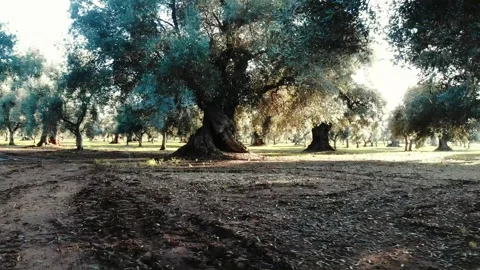 Rising at giant olive tree facing the sun Stock Footage 137781172