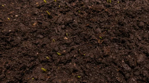 Rising grass, time laps, the concept of the beginning of a new life Vídeos de archivo 87851536