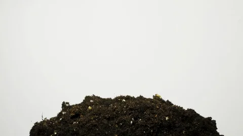 Rising Grass, Time Laps, sprouting plants macro Stock Footage 128771945