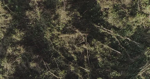Rising from the ground to the level of treetops of spruce trees Stock Footage 118757045