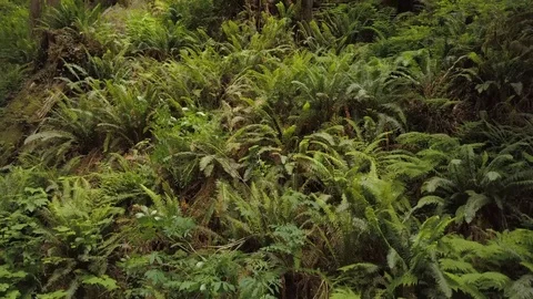 Rising up the height of a redwood tree Stock Footage 100135241