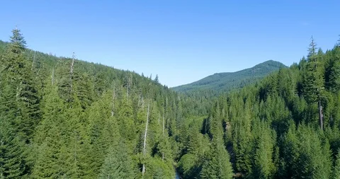 Rising up from a Lush Pine Forest in the Pacific Northwest Stock Footage 123422924